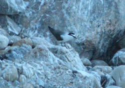 Bridled Tern, photo &copy; Joseph DiCostanzo